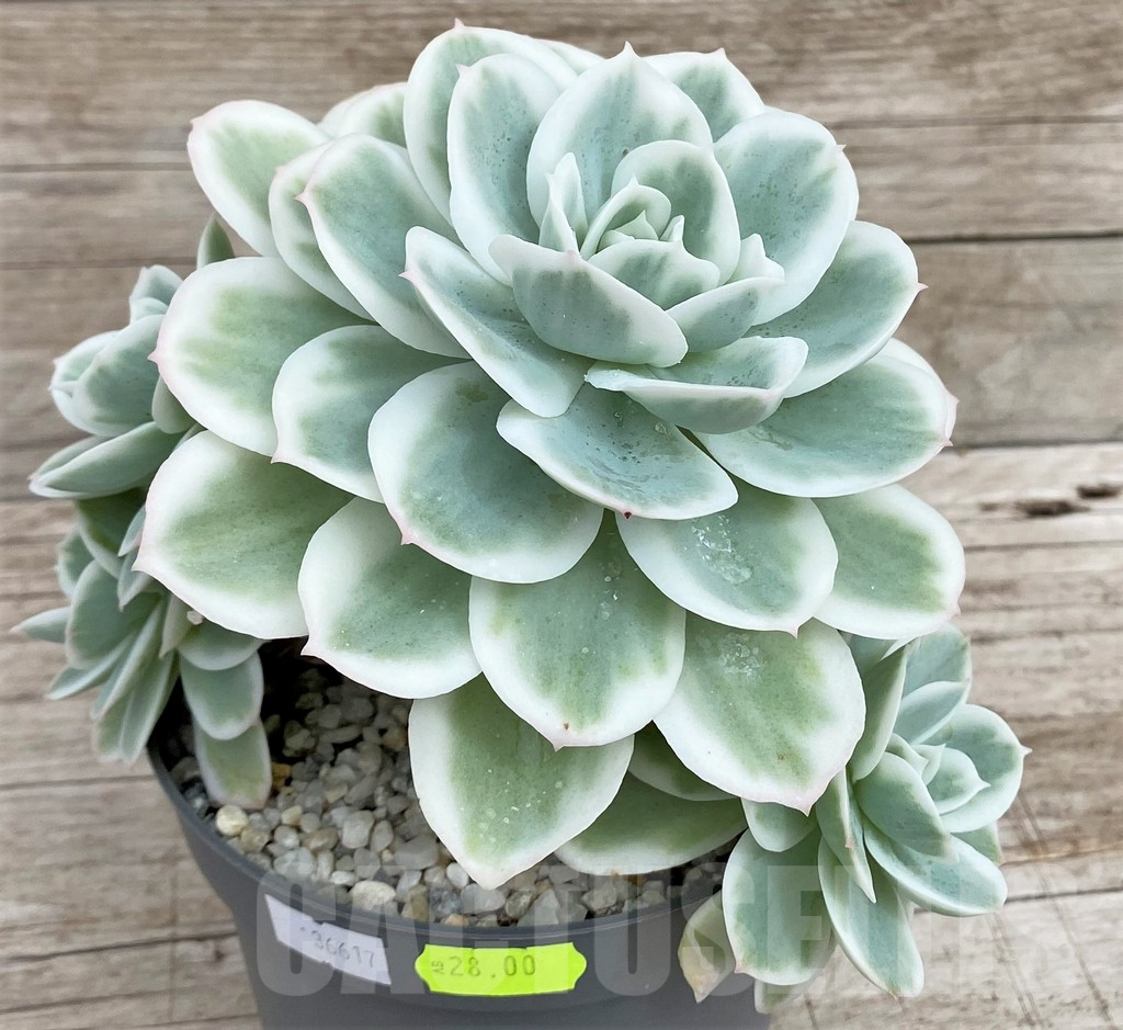 SH3339 Echeveria 'Lemon Lime' - Image 2