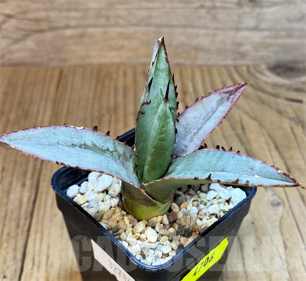 SH4706 Agave 'Blue Emperor' - Image 3