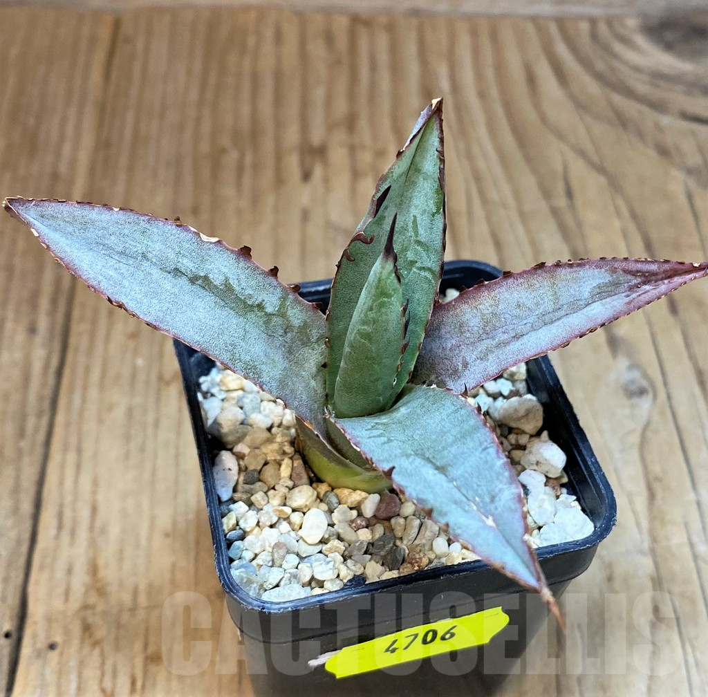 SH4706 Agave 'Blue Emperor' - Image 2