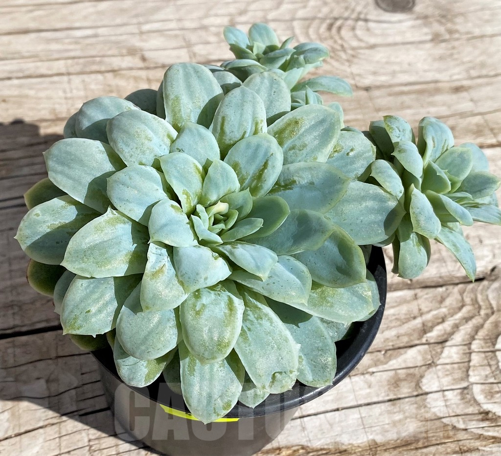 SH4679 Echeveria 'Hades'