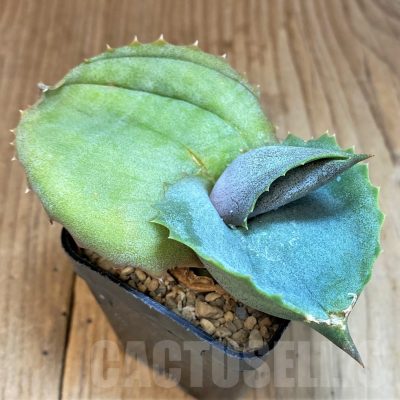 SH4711 Agave marmorata 'Papilio Platanoides'