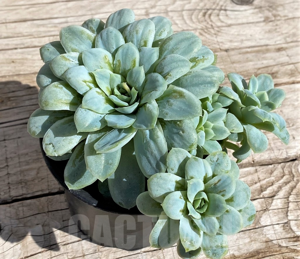 SH4679 Echeveria 'Hades' - Image 2