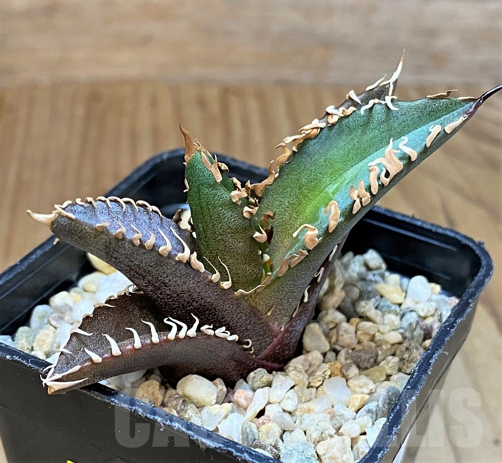 SH4715 Agave titanota 'Red Catweazle' - Image 2