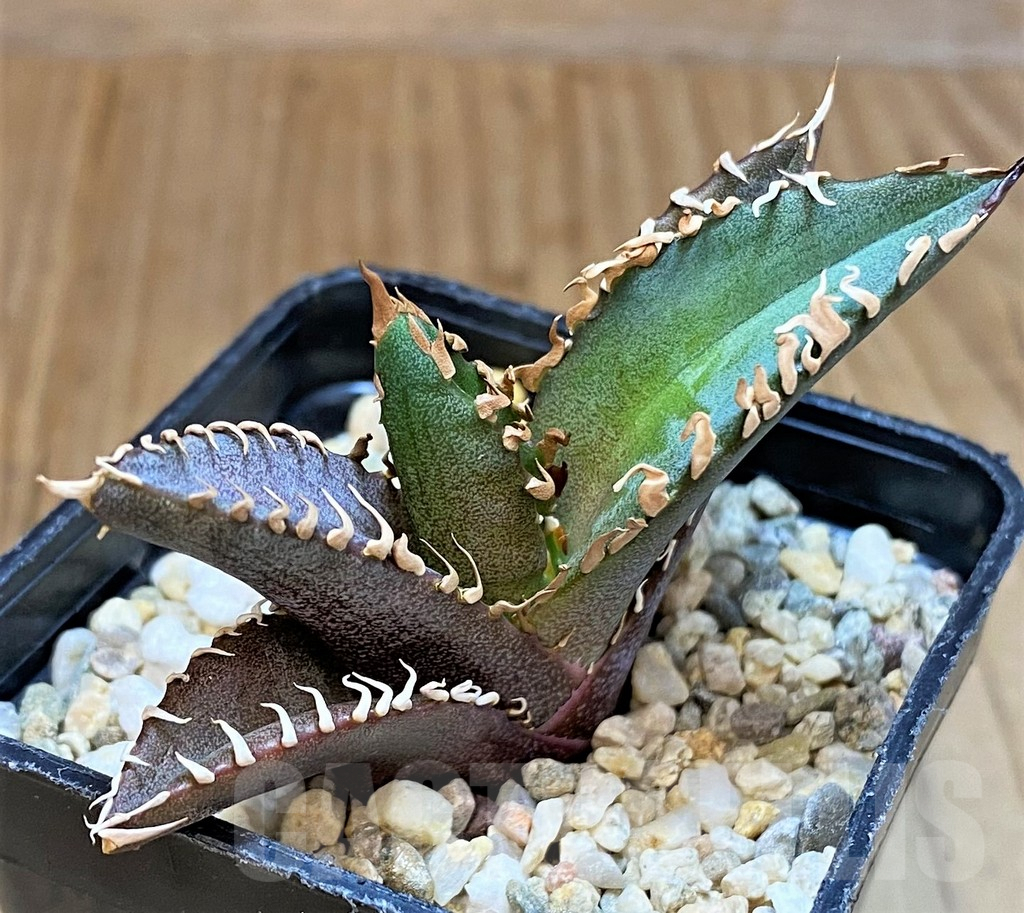 SH4715 Agave titanota 'Red Catweazle'