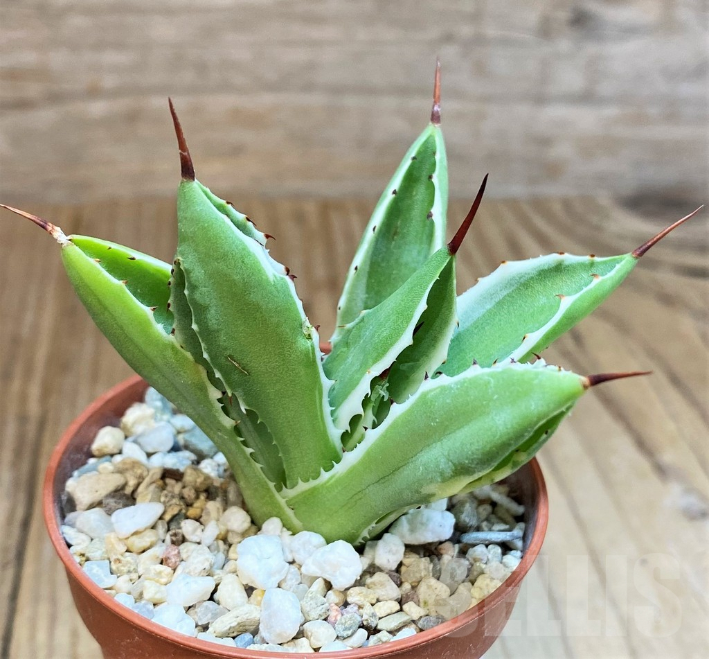 SH4717 Agave 'Cubic' f. variegata