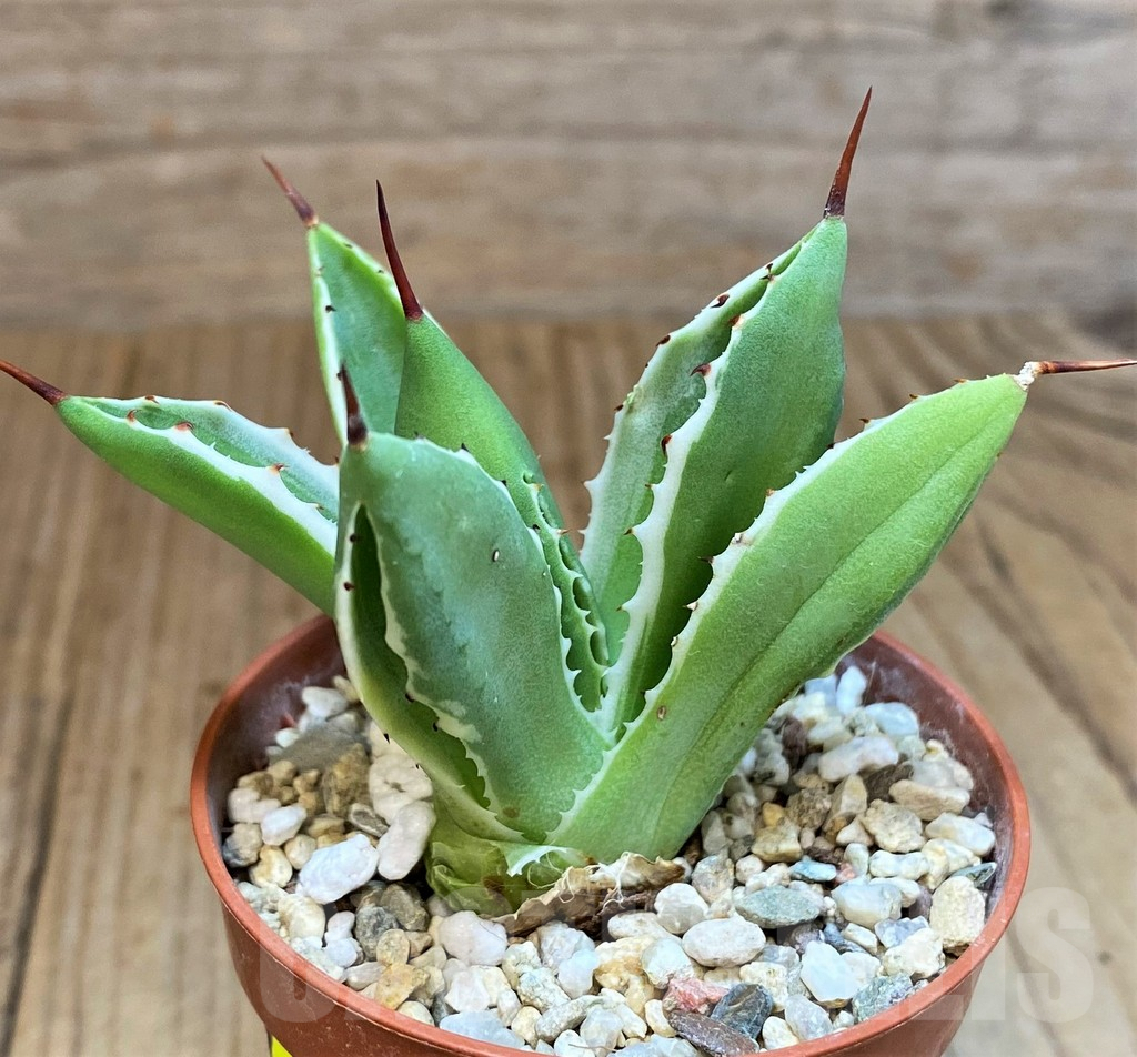 SH4717 Agave 'Cubic' f. variegata - Image 2