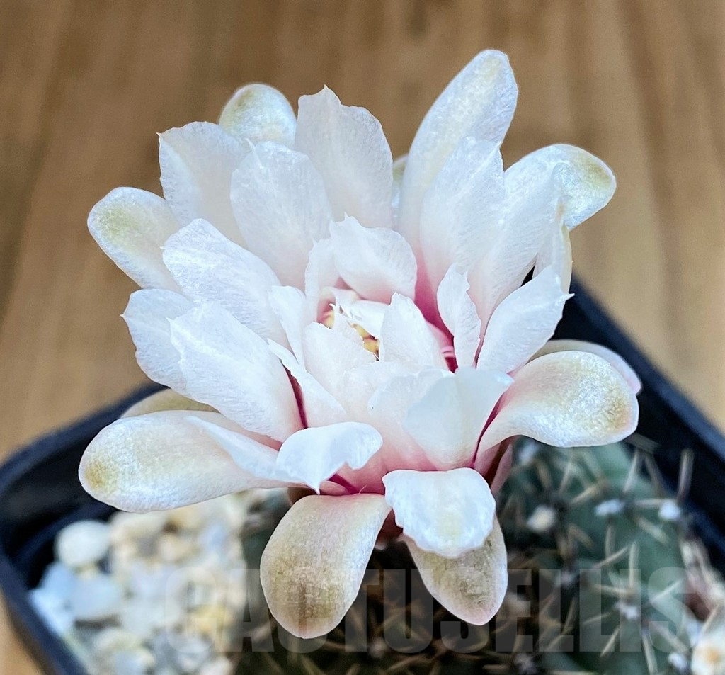 SH4718 Gymnocalycium stellatum v. zantnerianum VG 342