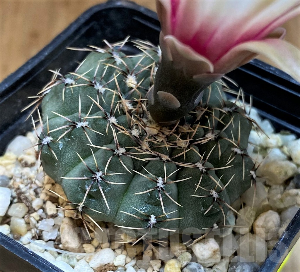 SH4718 Gymnocalycium stellatum v. zantnerianum VG 342 - Image 2