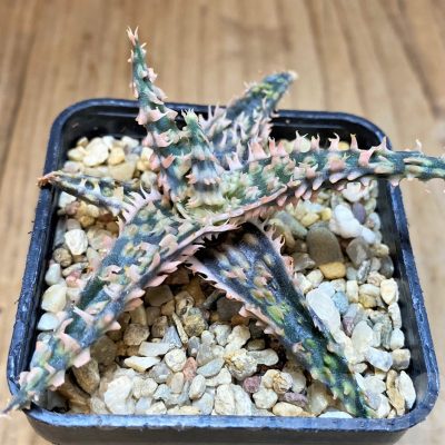 SH4719 Aloe TCT hybrid