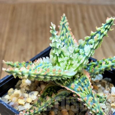 SH4723 Aloe TCT hybrid