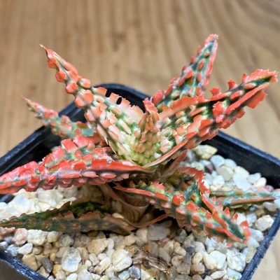 SH4725 Aloe TCT hybrid