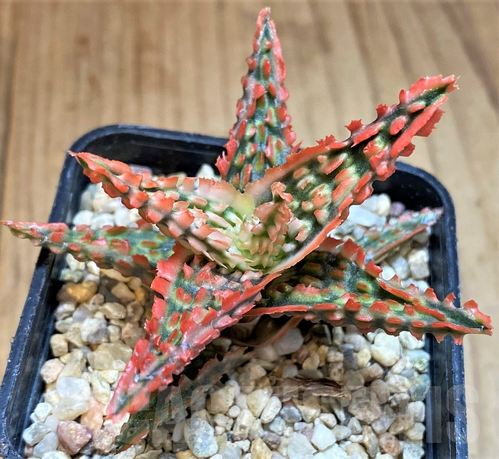 SH4725 Aloe TCT hybrid - Image 2