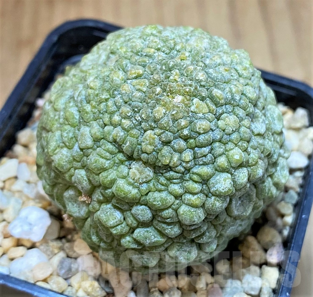 SH4730 Pseudolithos migiurtinus
