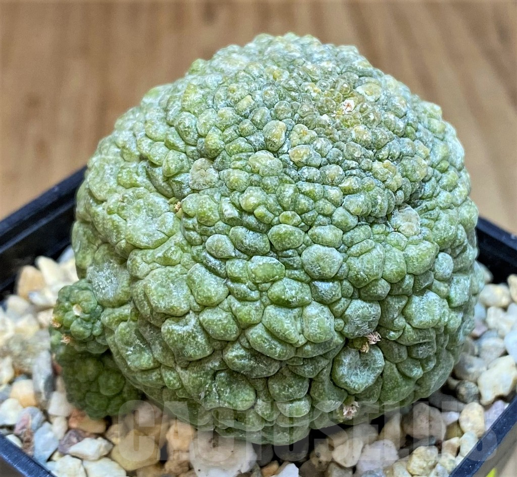 SH4730 Pseudolithos migiurtinus - Image 2