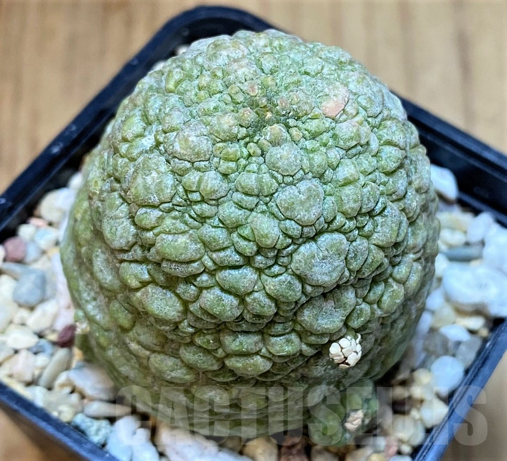 SH4731 Pseudolithos migiurtinus