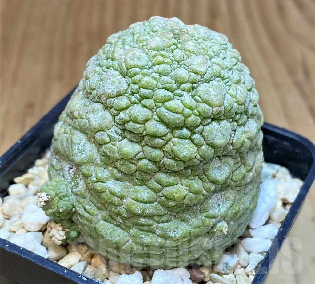 SH4731 Pseudolithos migiurtinus - Image 2