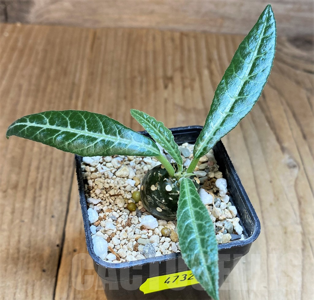 SH4732 Dorstenia lancifolia - Image 2