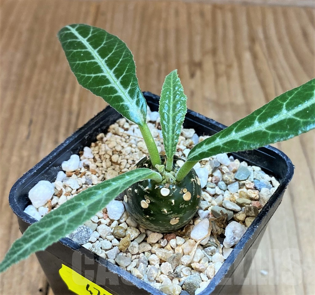 SH4732 Dorstenia lancifolia