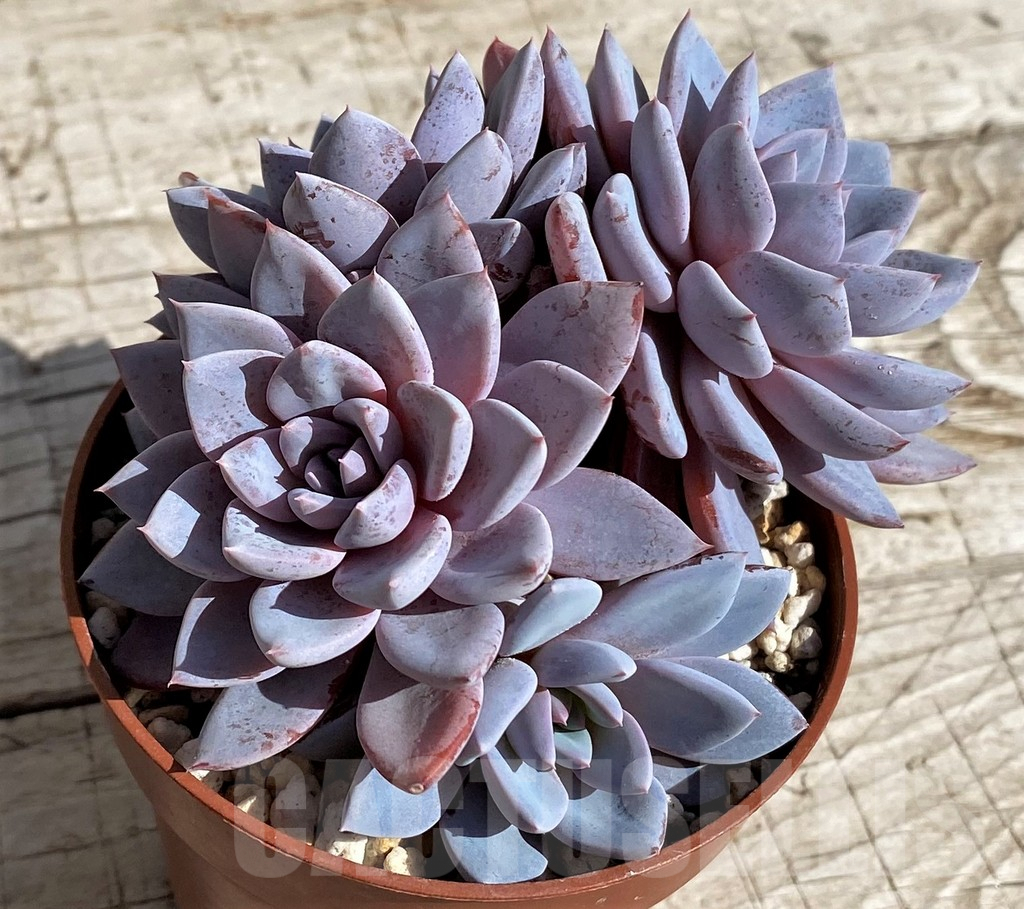 SH4682 Graptoveria 'Lulu' - Image 3