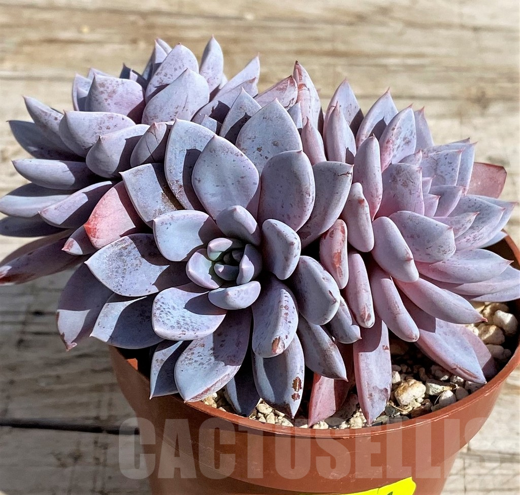 SH4682 Graptoveria 'Lulu'