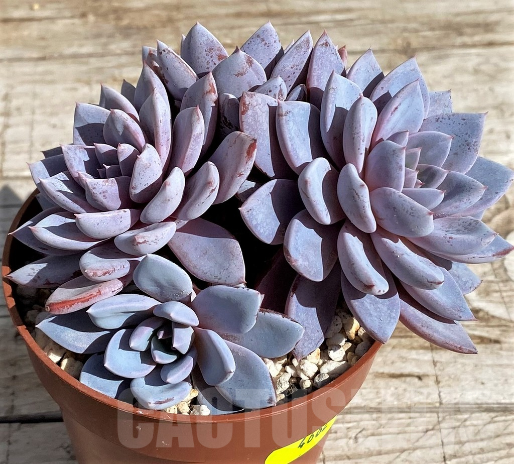 SH4682 Graptoveria 'Lulu' - Image 2