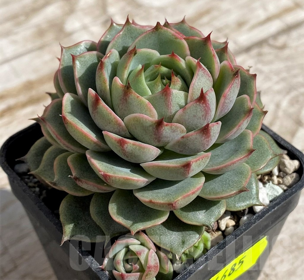 SH4685 Echeveria sp. - Image 3