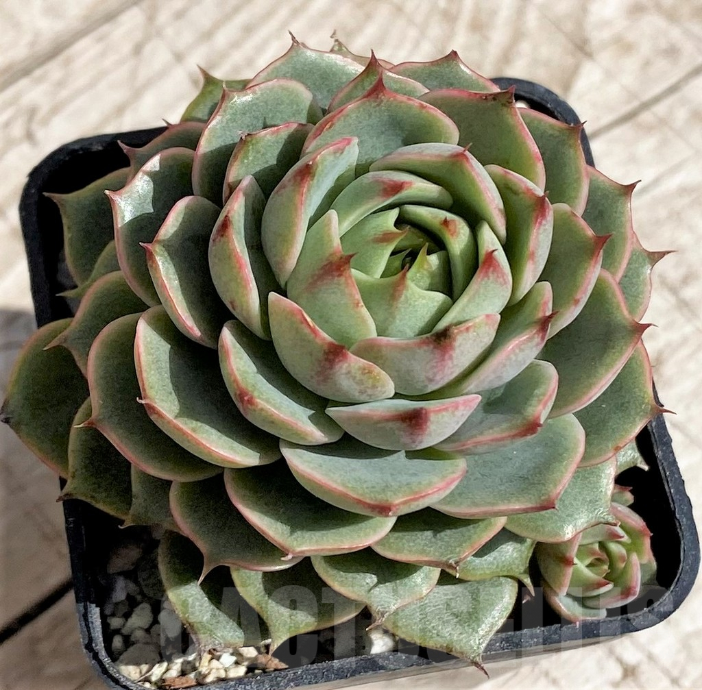 SH4685 Echeveria sp. - Image 2