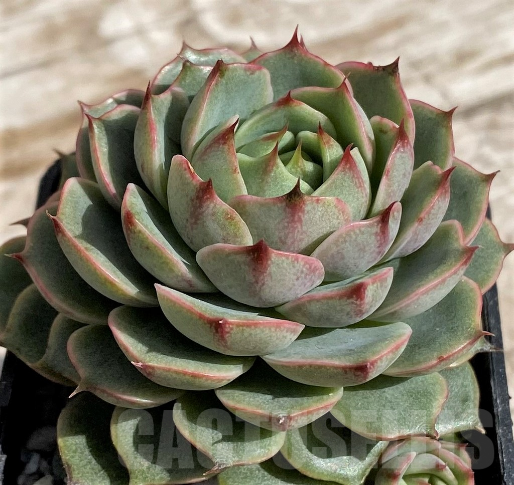 SH4685 Echeveria sp.