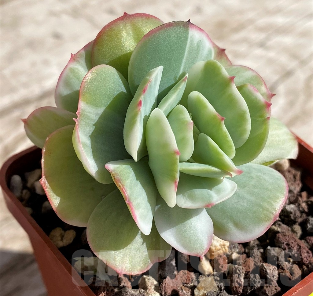 SH4687 Echeveria ‘Lemon and Lime White Mutation’