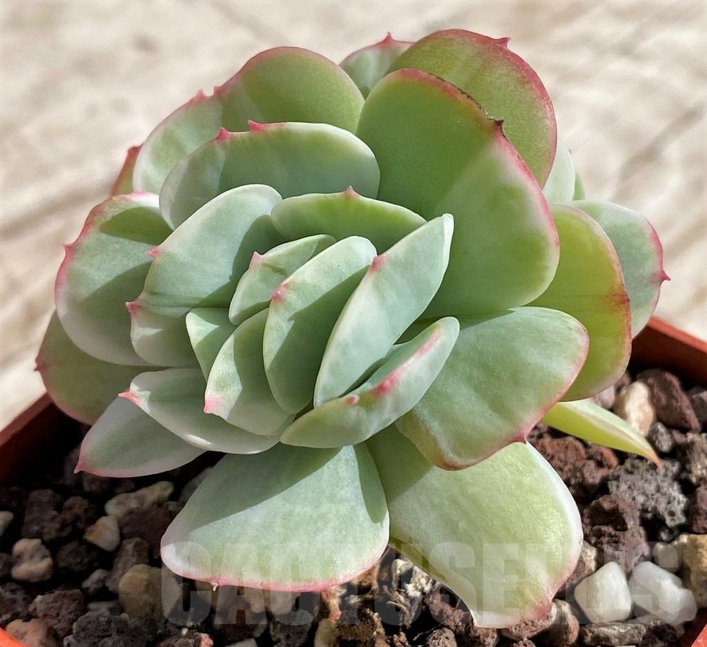 SH4687 Echeveria ‘Lemon and Lime White Mutation’ - Image 3