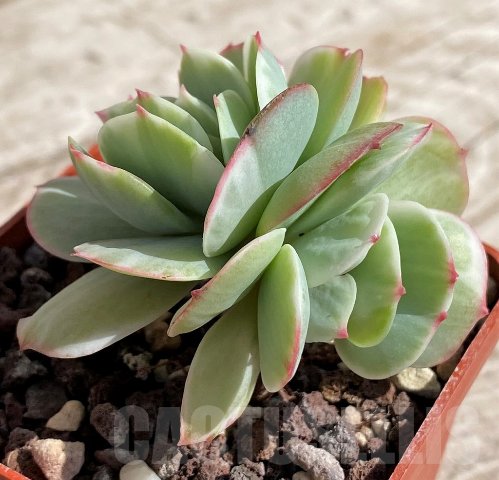 SH4687 Echeveria ‘Lemon and Lime White Mutation’ - Image 2