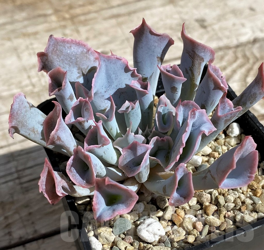 SH4697 Echeveria 'Trumpet Pinky'