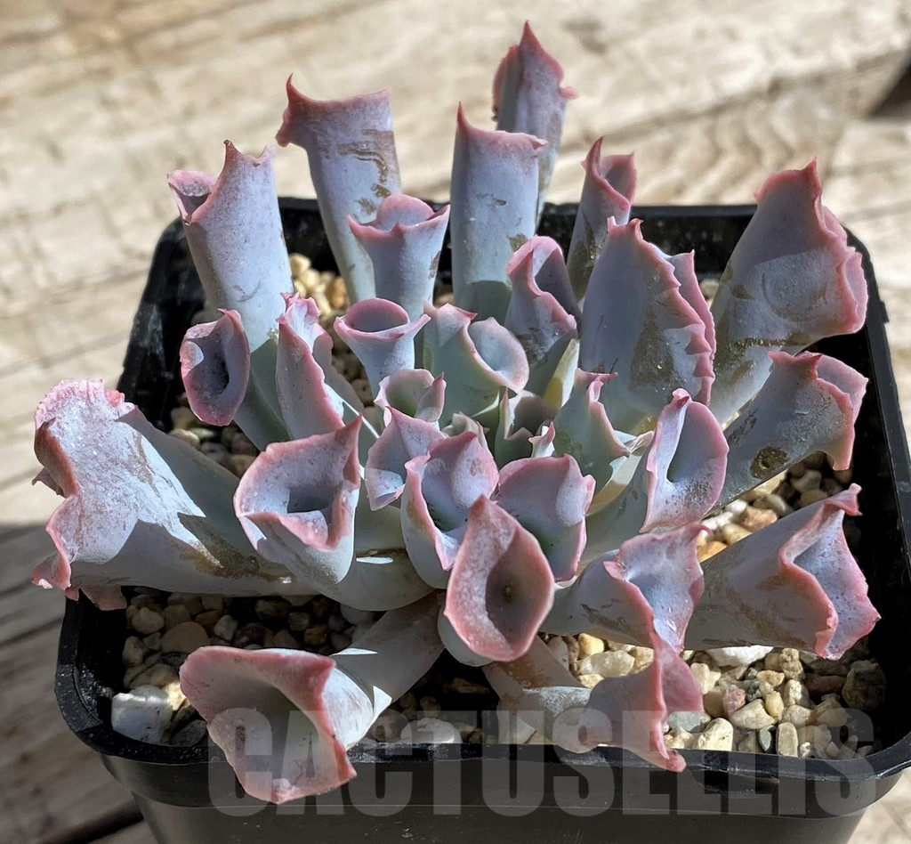 SH4697 Echeveria 'Trumpet Pinky' - Image 2