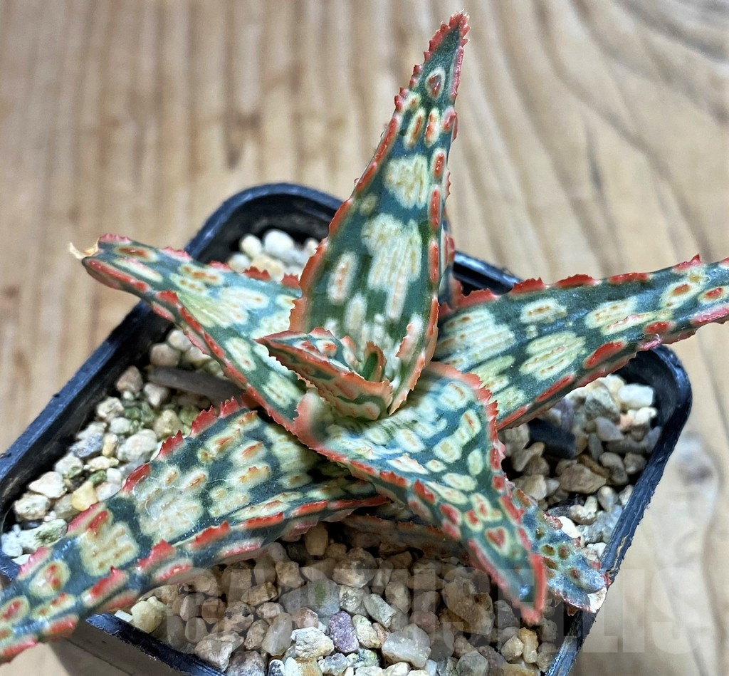 SH4700 Aloe hybrid - Image 2