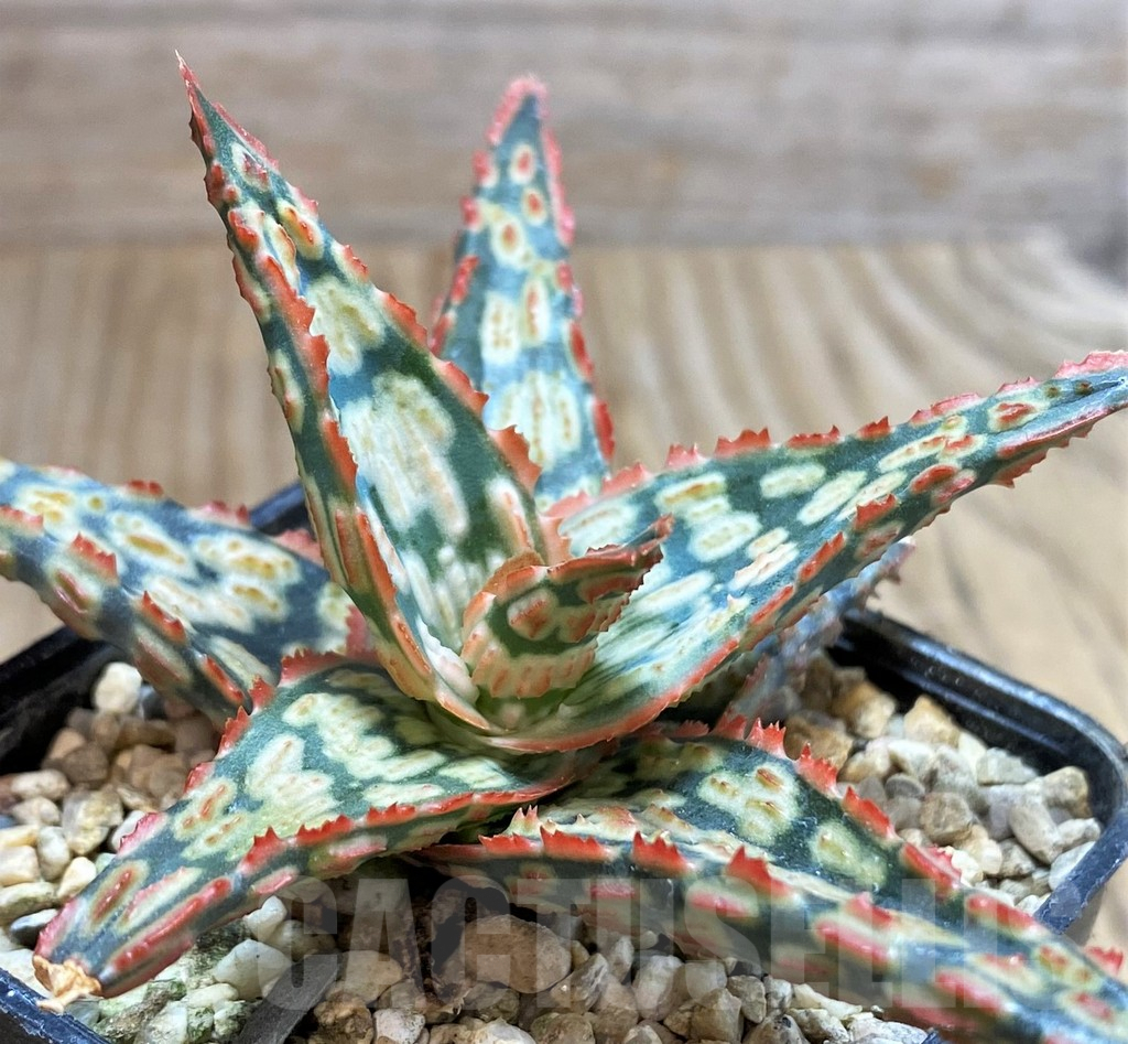 SH4700 Aloe hybrid
