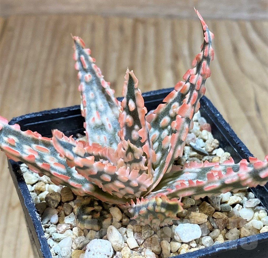 SH4702 Aloe TCT hybrid - Image 2