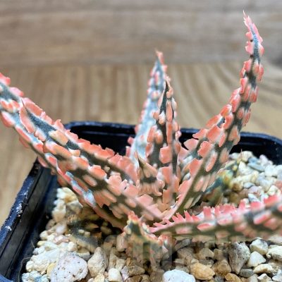 SH4702 Aloe TCT hybrid