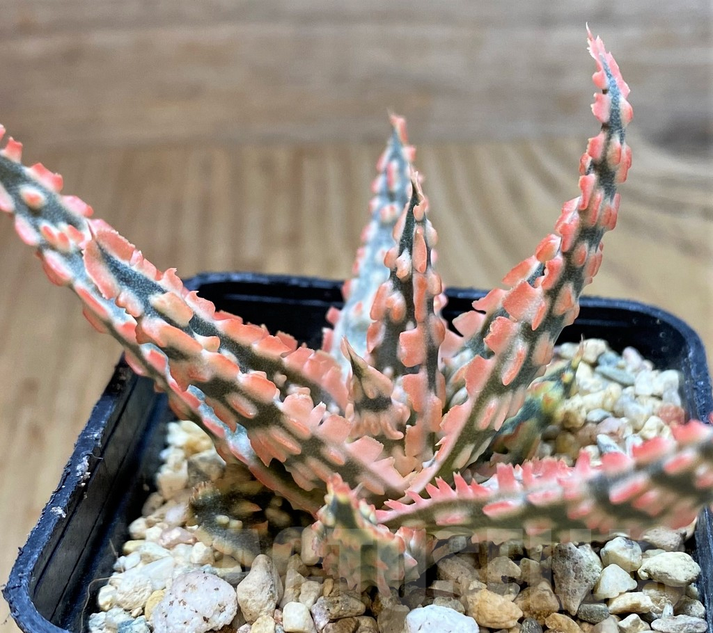 SH4702 Aloe TCT hybrid