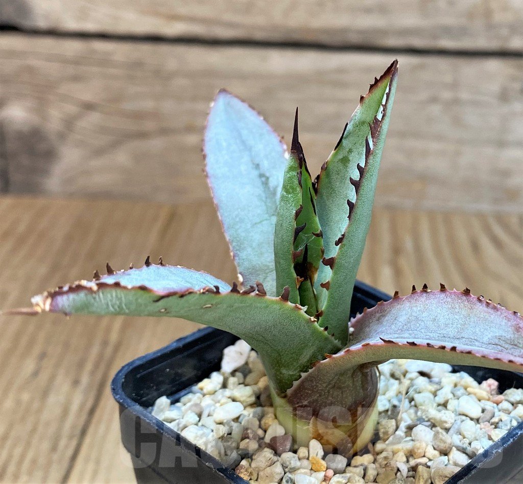 SH4706 Agave 'Blue Emperor'