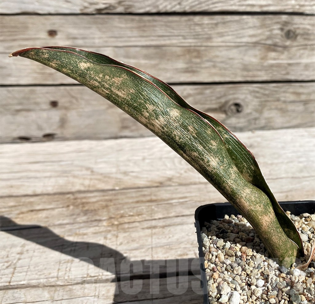 SH4833 Sansevieria kirkii 'Coppertone'