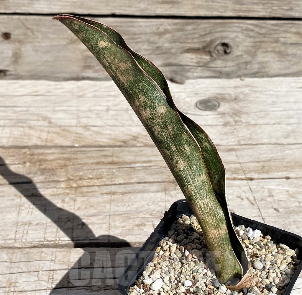SH4833 Sansevieria kirkii 'Coppertone' - Image 2