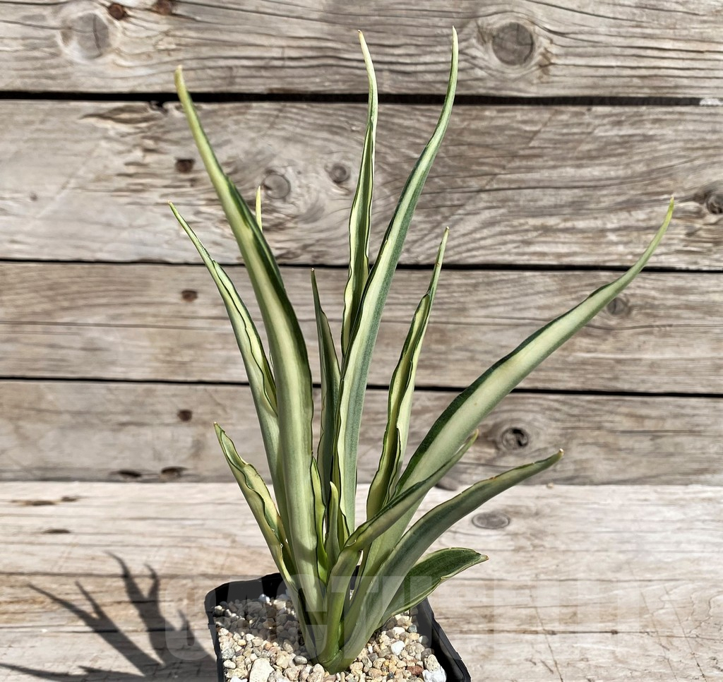 SH4834 Sansevieria 'Parpalancet' - Image 2