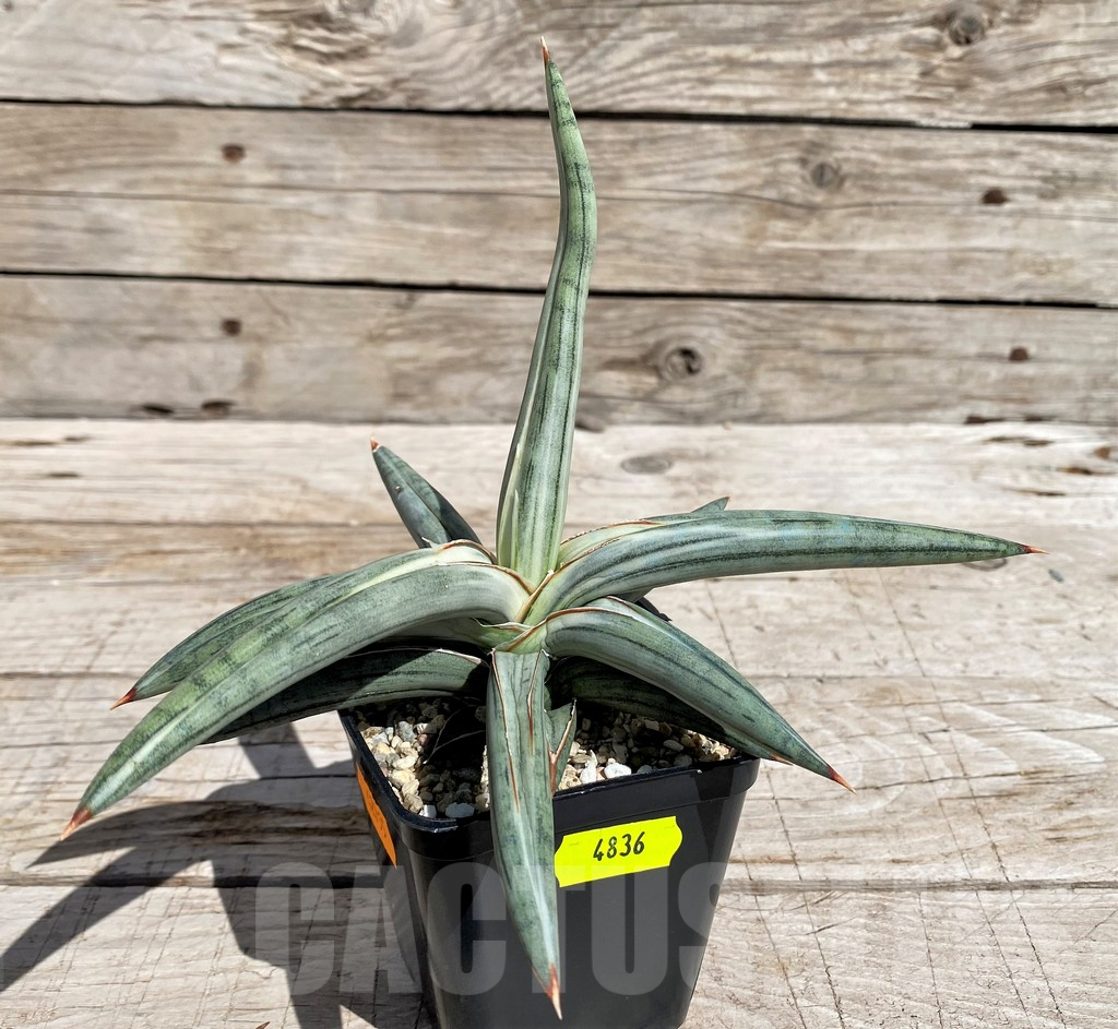 SH4836 Sansevieria ‘Silver Clone’ - Image 2