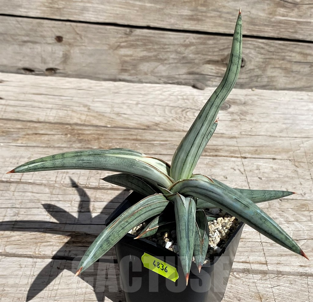 SH4836 Sansevieria ‘Silver Clone’