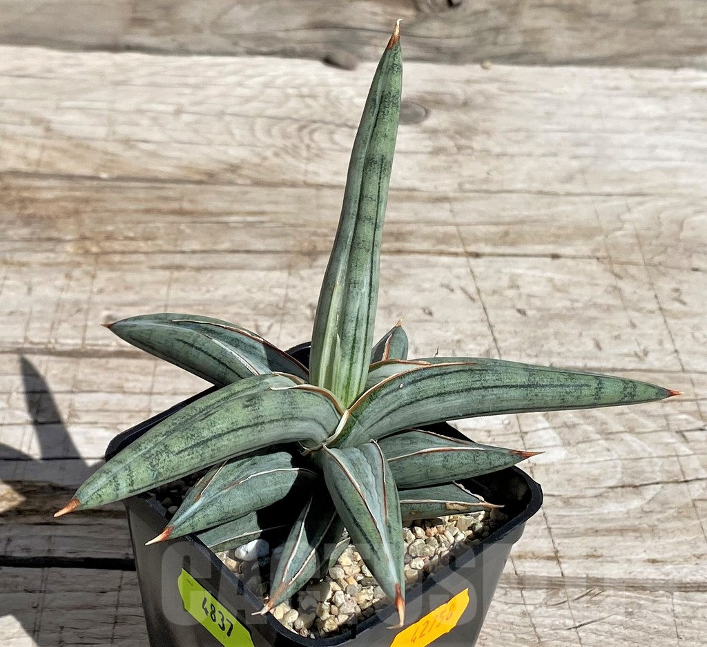 SH4837 Sansevieria ‘Silver Clone’ - Image 3