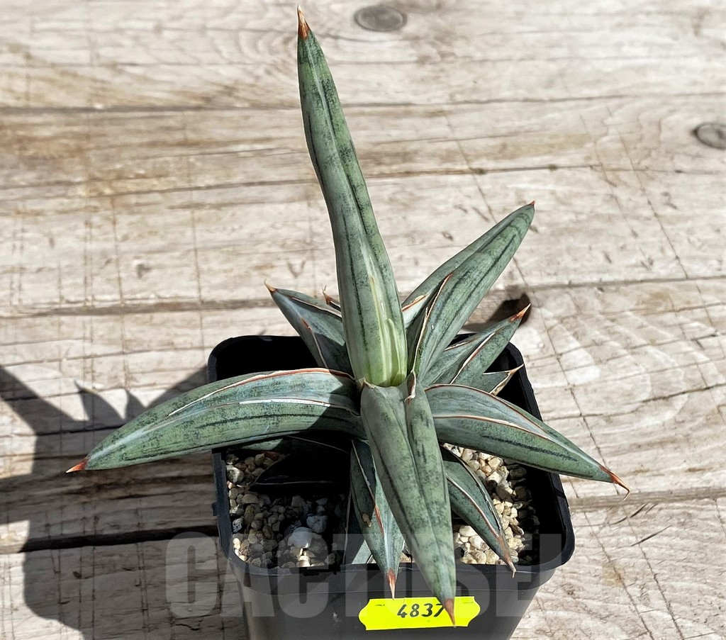 SH4837 Sansevieria ‘Silver Clone’ - Image 2