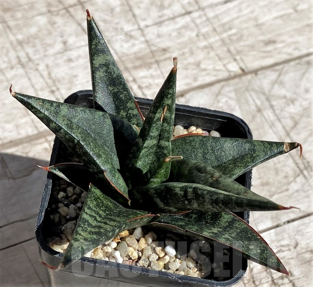 SH4842 Sansevieria 'Black diamond' - Image 2