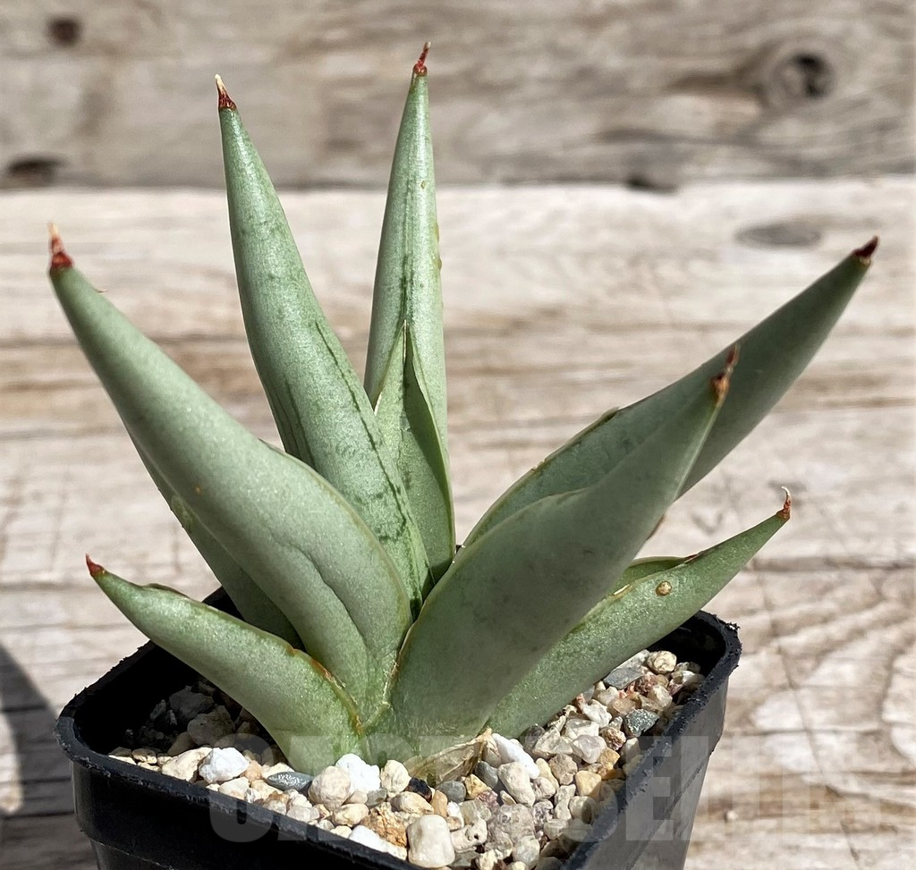SH4843 Sansevieria 'Silver Crown' - Image 2