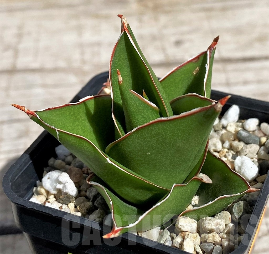 SH4844 Sansevieria 'Tower' - Image 2
