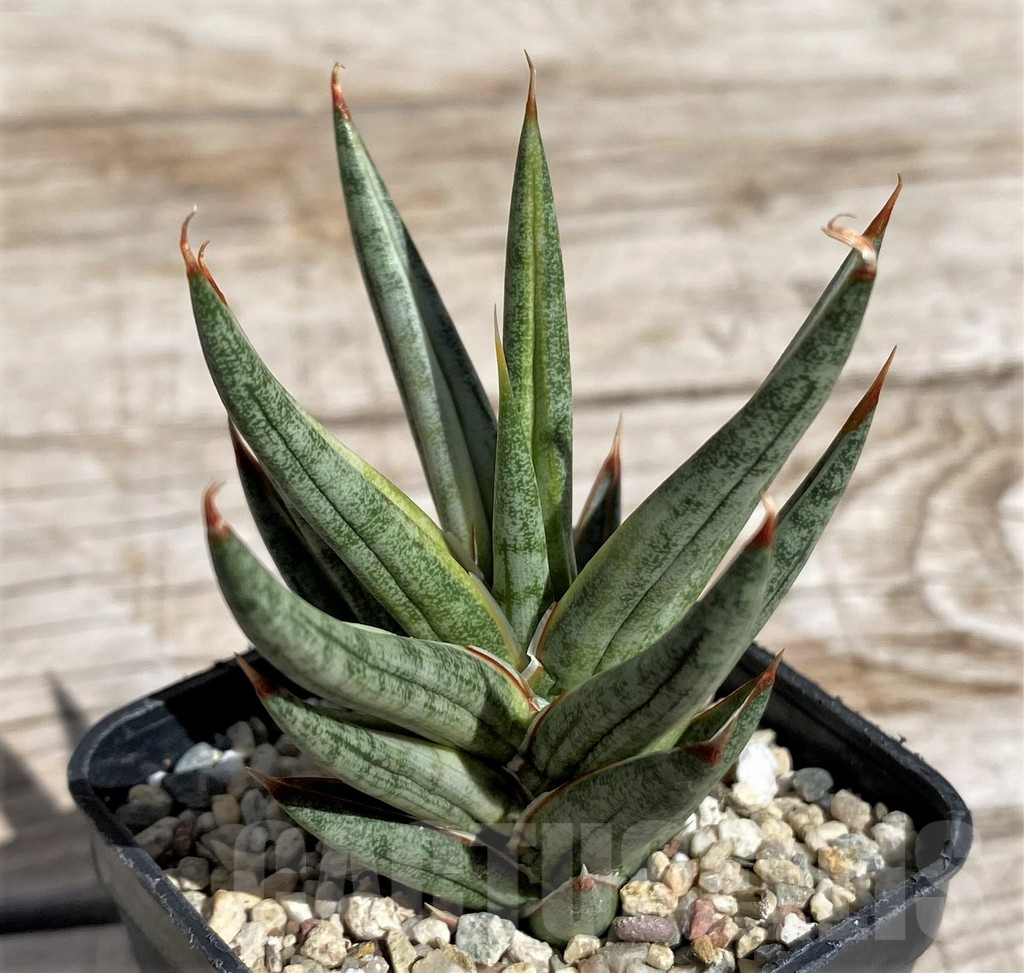 SH4845 Sansevieria 'Francisii' f. variegata - Image 2
